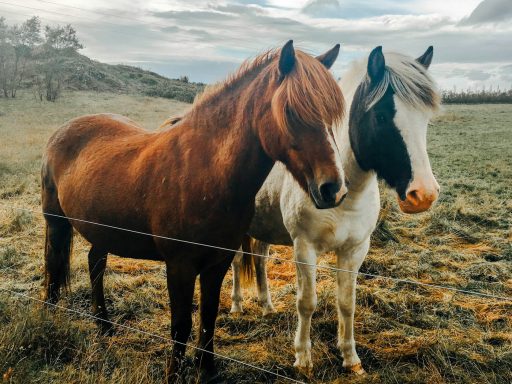 two white and brown horse on green grass during daytime